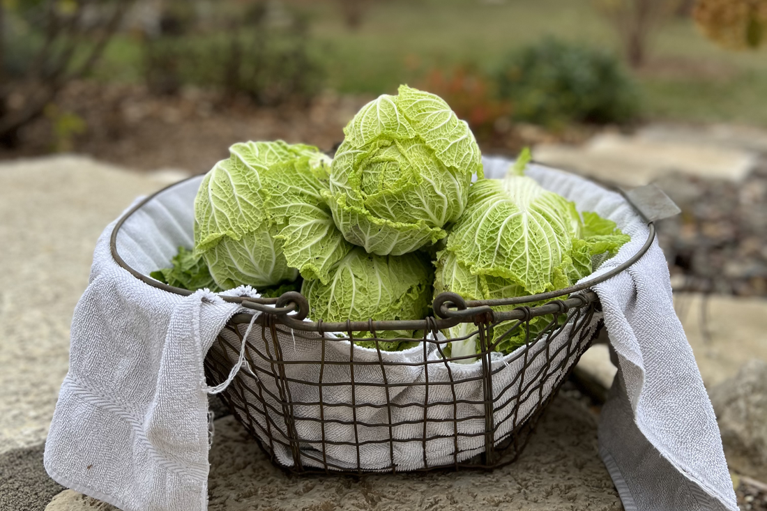 Napa Cabbage