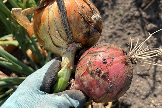Onions