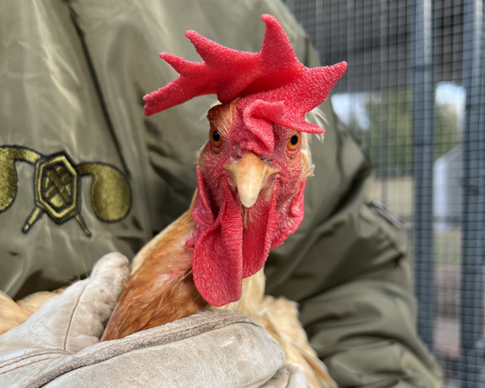 The Beauty of Chickens