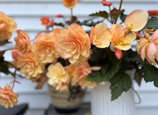 Beguiling Begonias