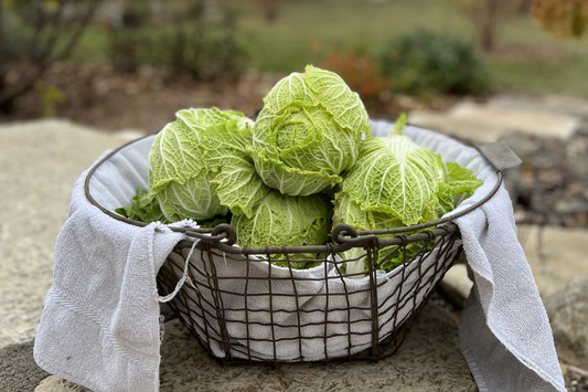 Napa Cabbage